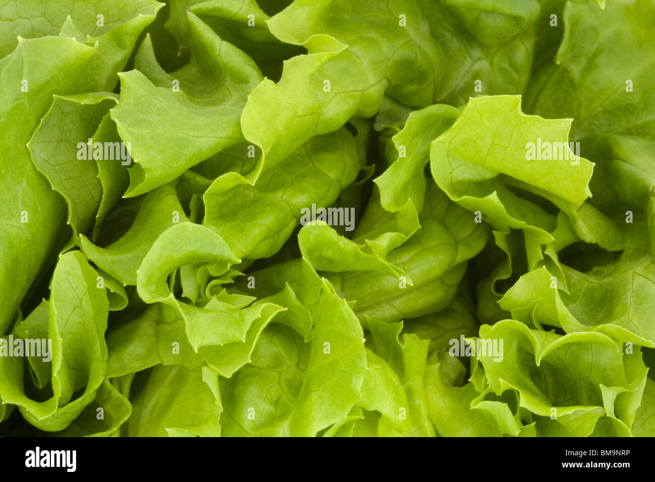 In prossimità di una fresca insalata verde sullo sfondo Foto Stock