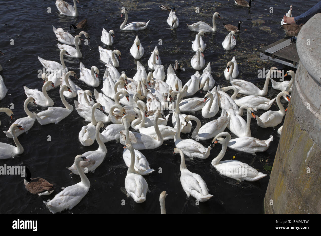 Cigni avanzamento sul Tamigi, Inghilterra, Europa Foto Stock