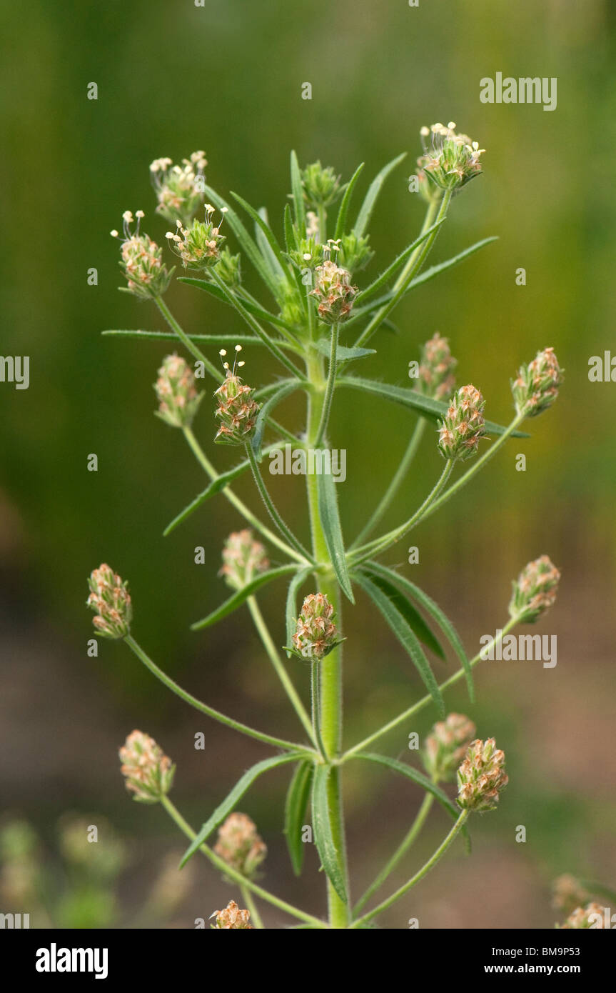 Africain piantaggine (Planzago afra), la fioritura delle piante. Foto Stock