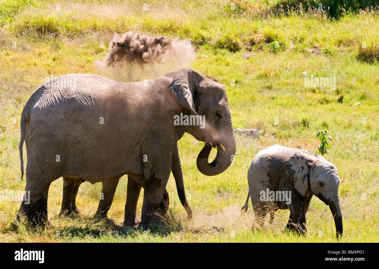 Vitello di elefante e madre Foto Stock