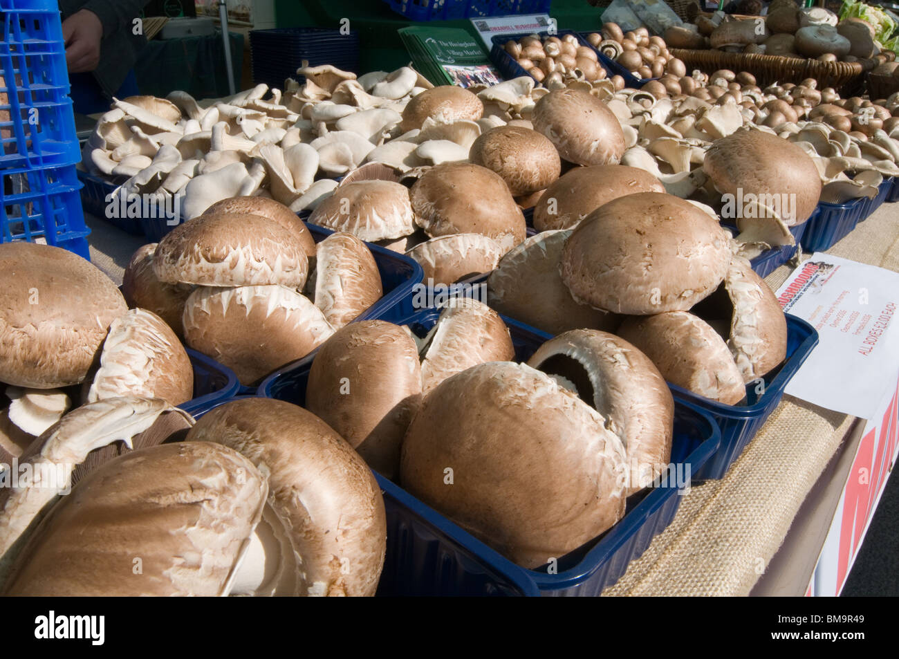 Funghi funghi funghi fungo sul mercato al dettaglio di stallo vendere in vendita sul cappuccio varietà varietà cappuccio chiuso Foto Stock