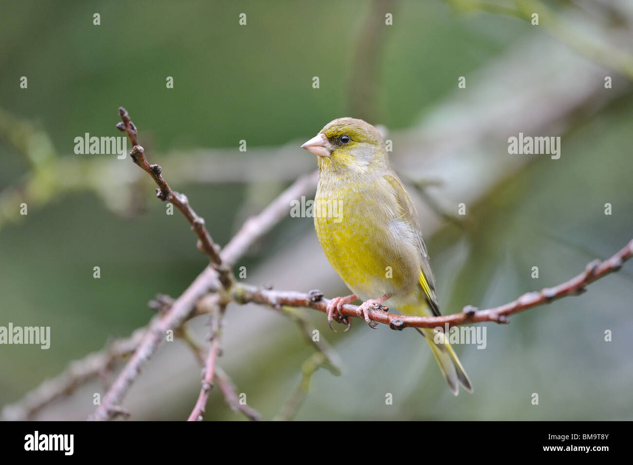 Verdone europeo (Carduelis chloris) appollaiato in un albero in inverno Foto Stock