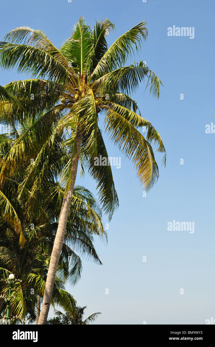 Palma da cocco oltre il cielo blu Foto Stock