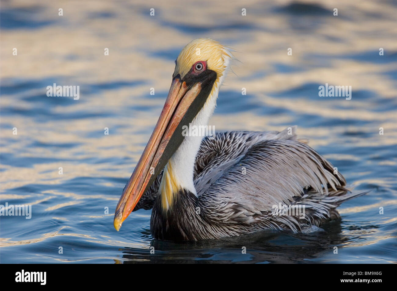 Pellicano marrone (Pelecanus occidentalis), nuoto, Caye Caulker, Belize, America centrale. Foto Stock