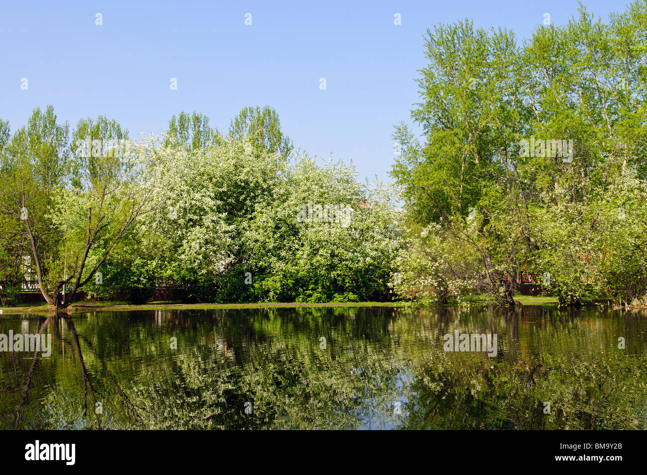 Paesaggio di stagno e alberi a molla in posizione di parcheggio Foto Stock