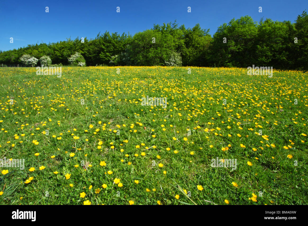 Un campo di renoncules (Ranunculus) su una bella e soleggiata giornata di primavera. Cobstone Hill, Wycombe distretto, Buckinghamshire, UK. Foto Stock