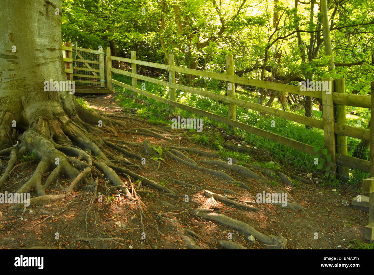 Una recinzione sincronizzato su un diritto del pubblico di modo off Chequers lane, Fingest, il Chilterns, Buckinghamshire, Regno Unito. Foto Stock