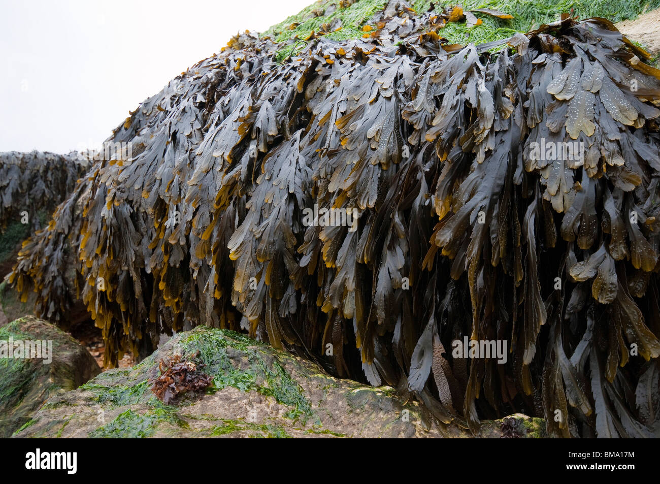 Le alghe coperto rocce sulla spiaggia del Regno Unito Foto Stock