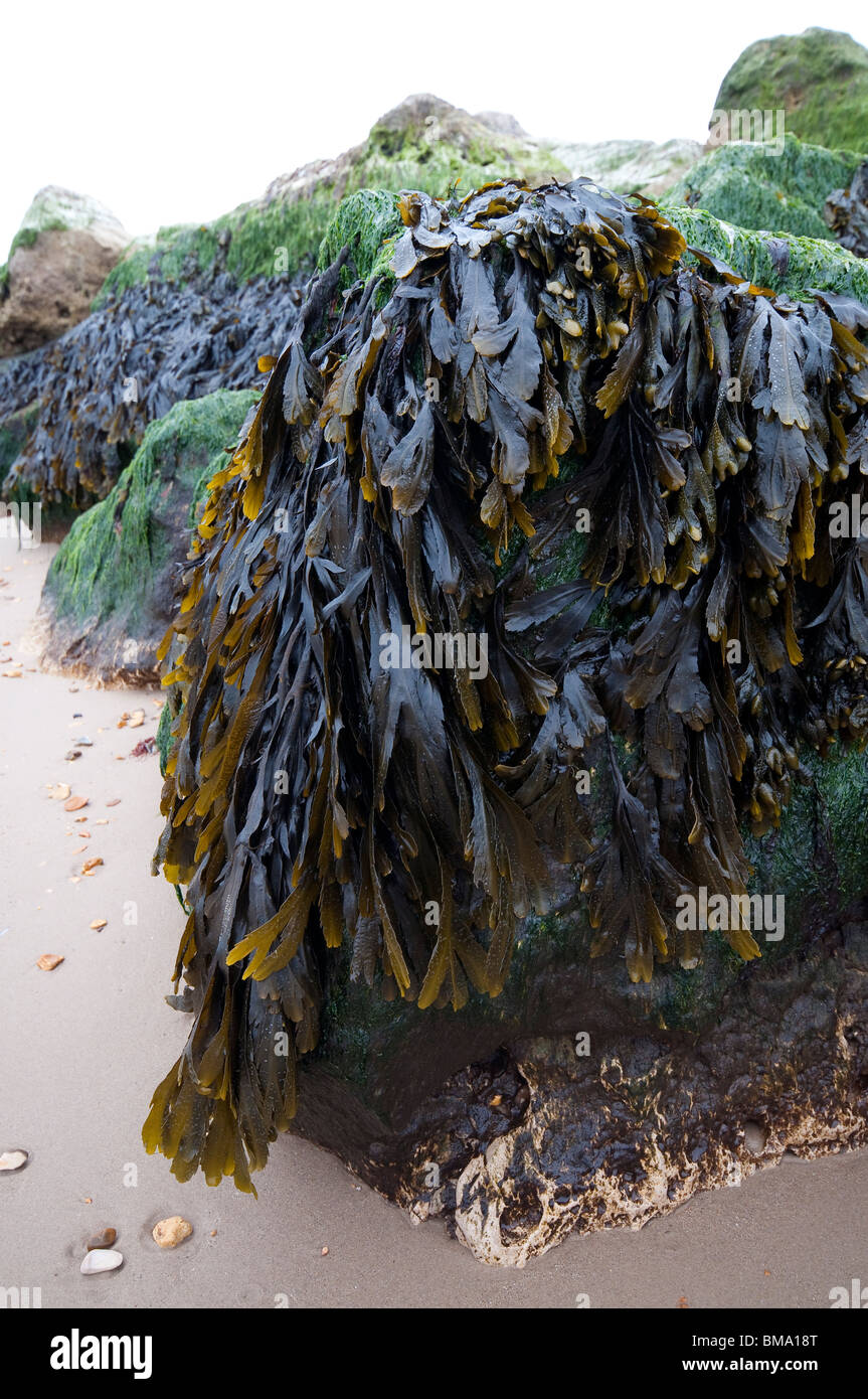 Le alghe coperto rocce sulla spiaggia del Regno Unito Foto Stock