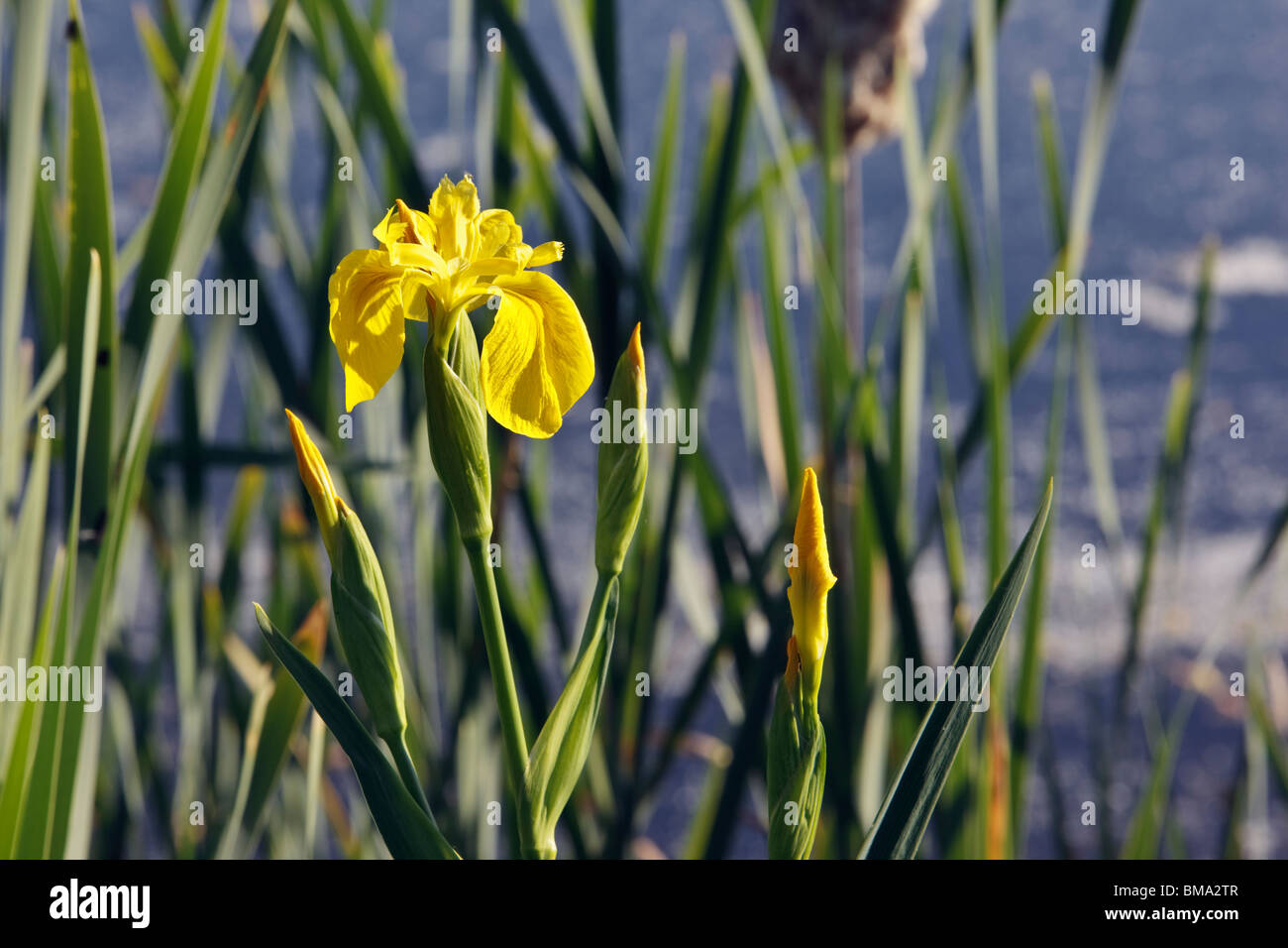 Giallo Iris Iris pseudacorus cresce accanto al lago Foto Stock