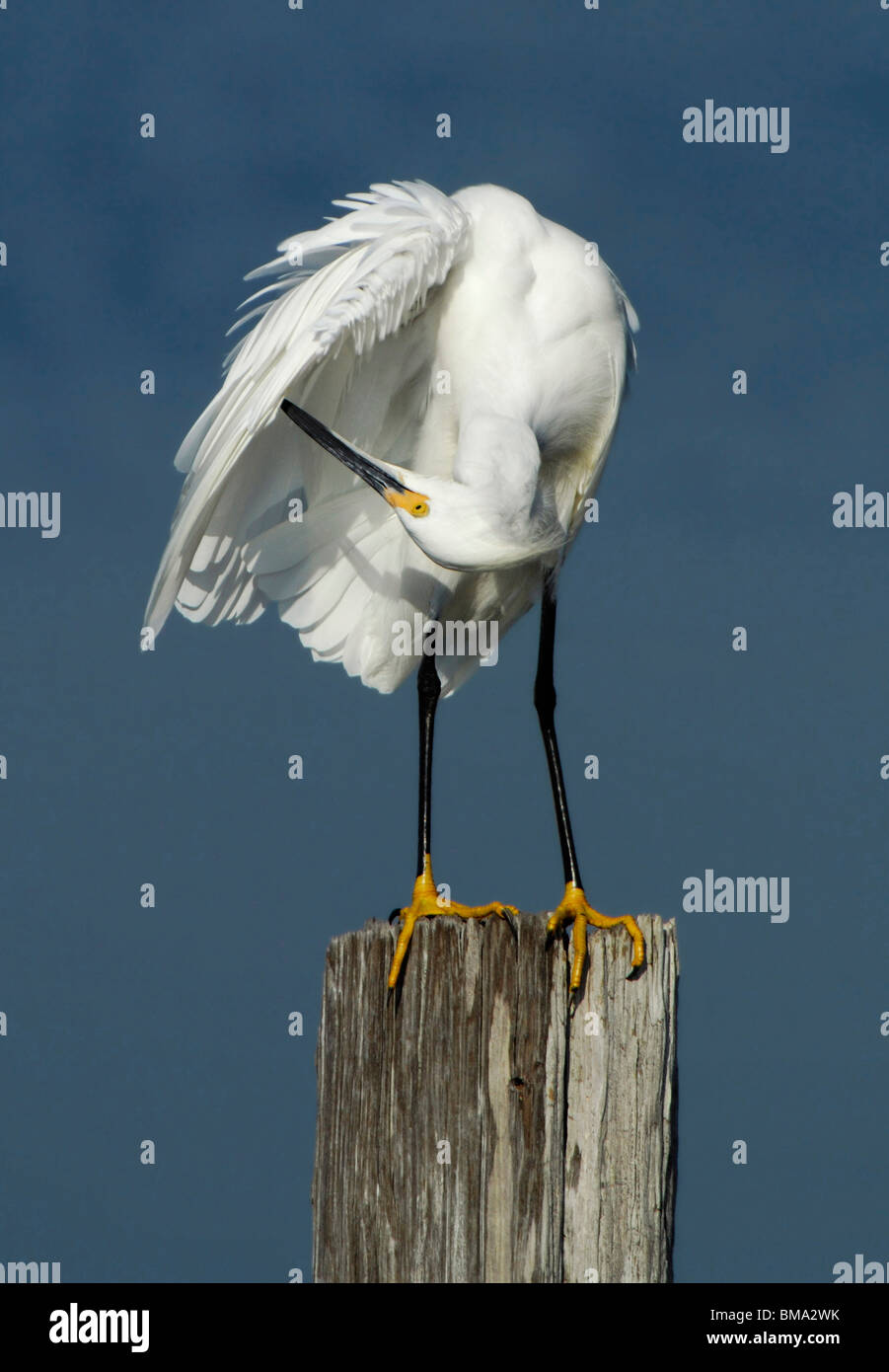 Nord America, USA, Florida, Merritt Island, capovolto garzetta preening suo piume appollaiato su un post. Foto Stock