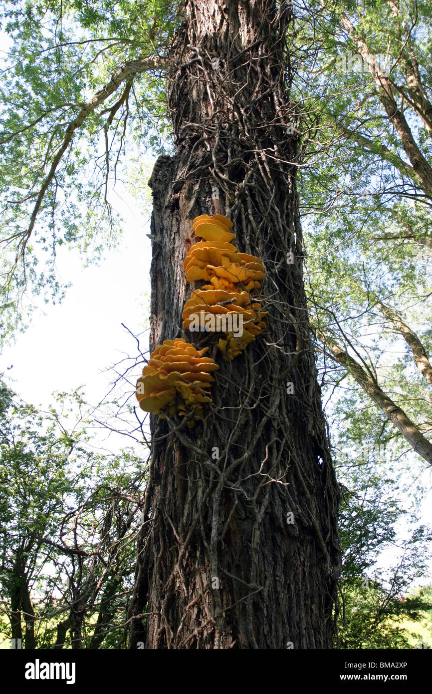 Ripiano fungo Laetiporus sulfurei che cresce su un tronco di albero Foto Stock