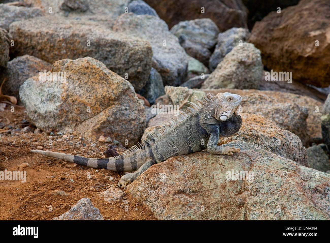 Un iguana sulle rocce al porto di Oranjestad, Aruba, Antille olandesi. Foto Stock