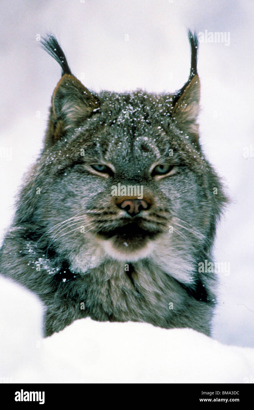 Lynx (Felis lynx) in Alaska. Foto Stock