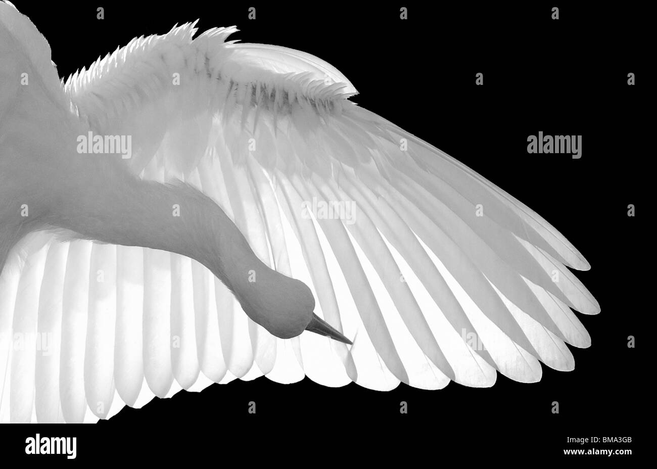 Nord America, USA, Florida, Sant'Agostino, In bianco e nero retroilluminato a cattura di un grazioso uccello bianco preening suo piume. Foto Stock