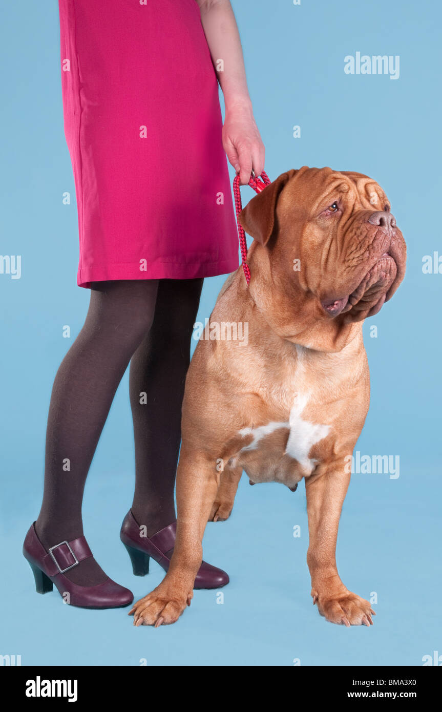 La ragazza e il suo cane de Bordeaux al guinzaglio Foto Stock