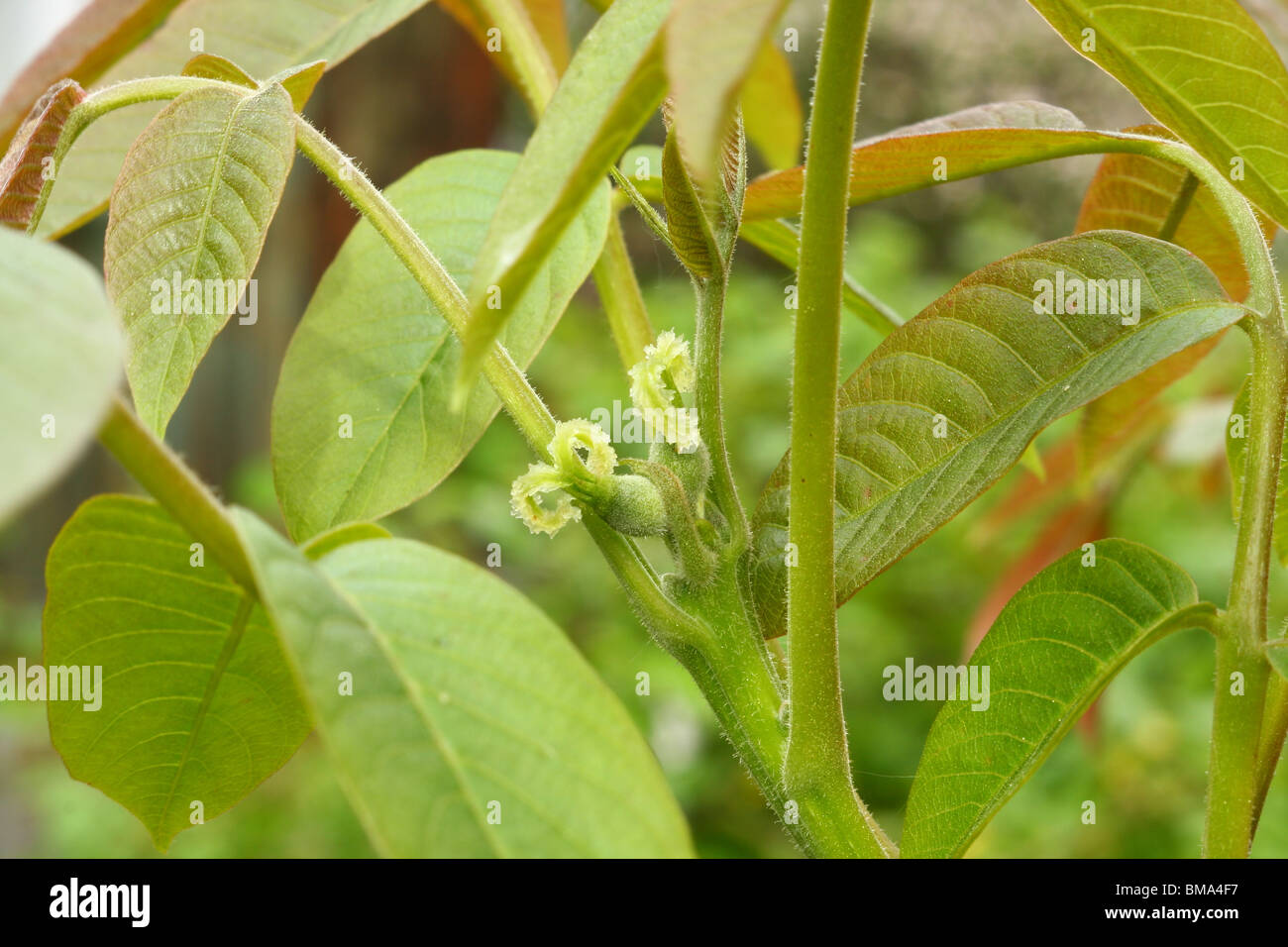 Piccola frutta verde di una noce su albero Foto Stock