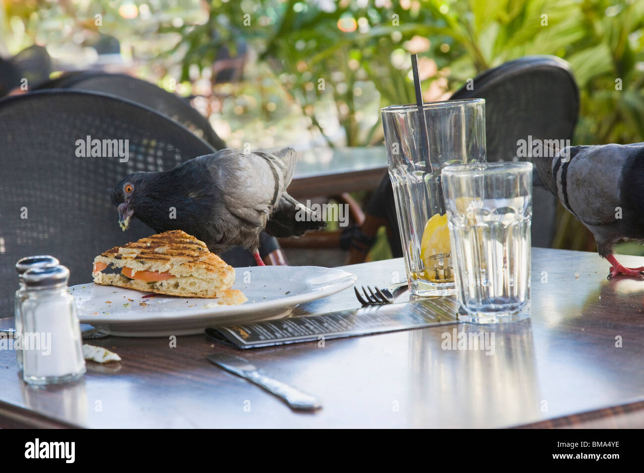 Pigeon mangiando panini rimanente sul tavolo del bar all'aperto, South Beach, Florida, Stati Uniti d'America Foto Stock