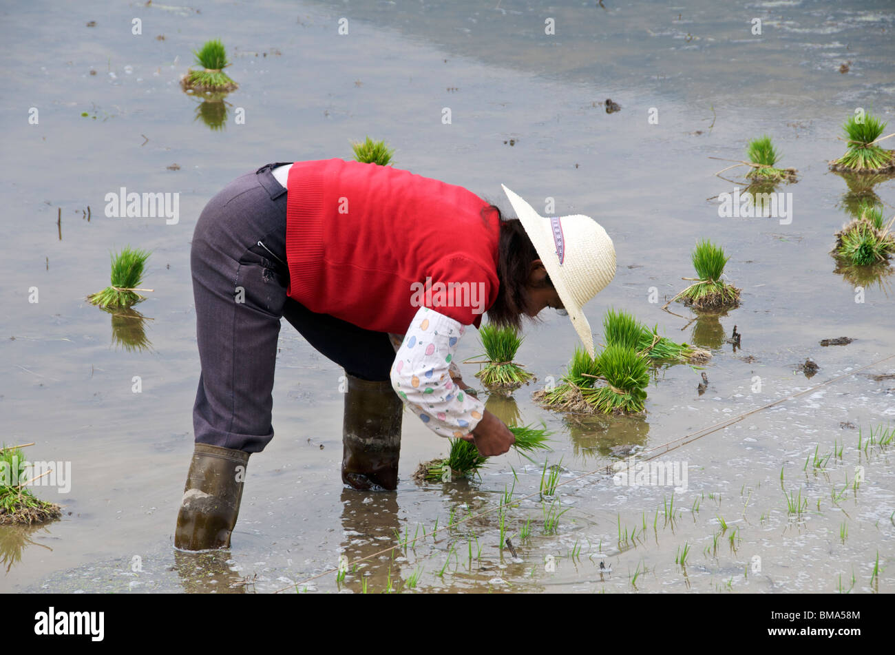 Donna di piantare il riso Yunnan in Cina Foto Stock