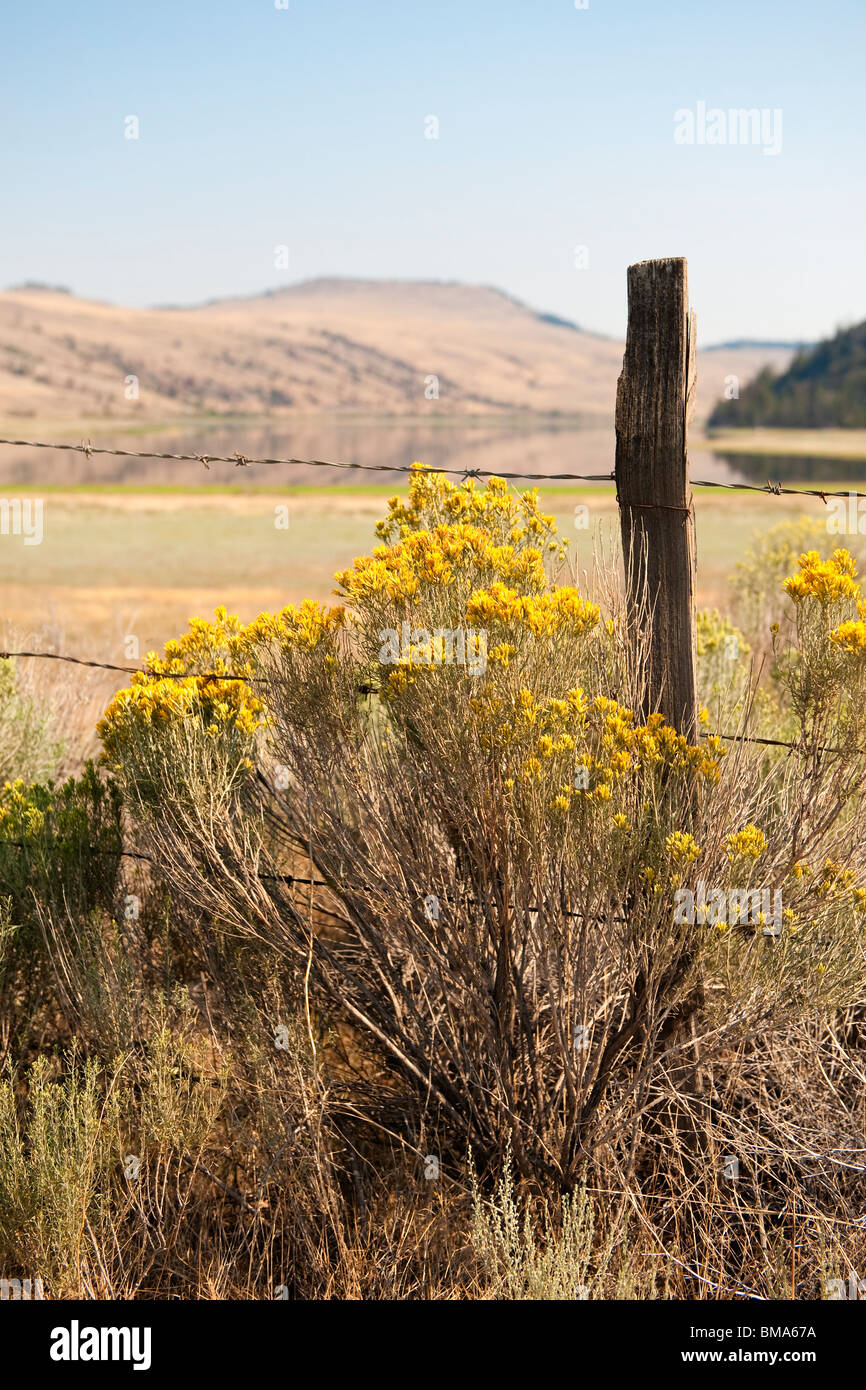 Sagebrush bush da una recinzione al moncone lago, nei pressi di Kamloops, BC, Canada Foto Stock