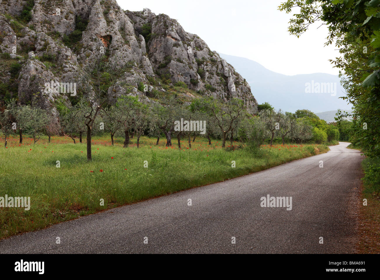 Alberi di olivo che cresce in un piccolo campo accanto a una strada in Abruzzo, Italia Foto Stock