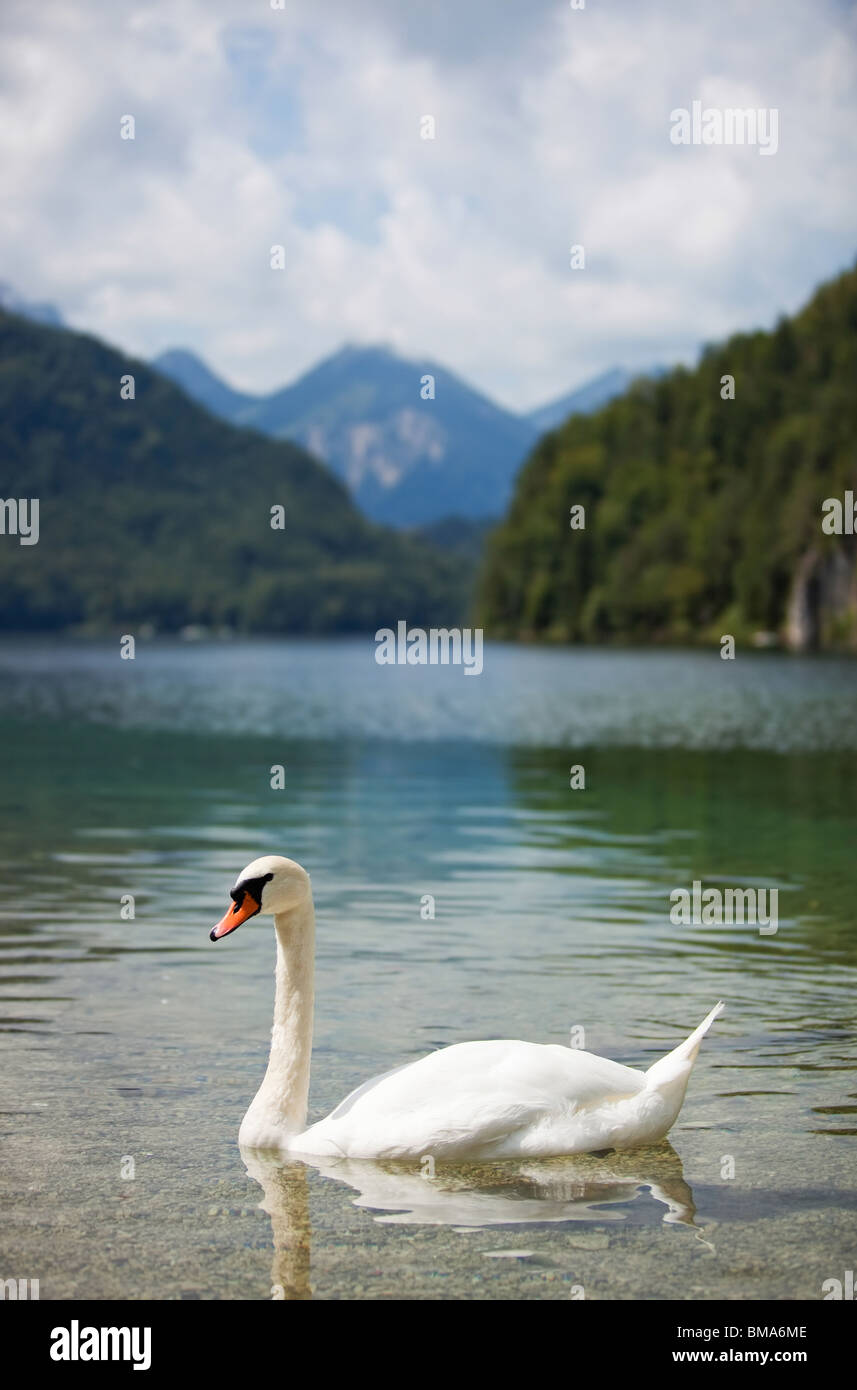 Alpi Lago con cigno. Focus su Swan. Foto Stock