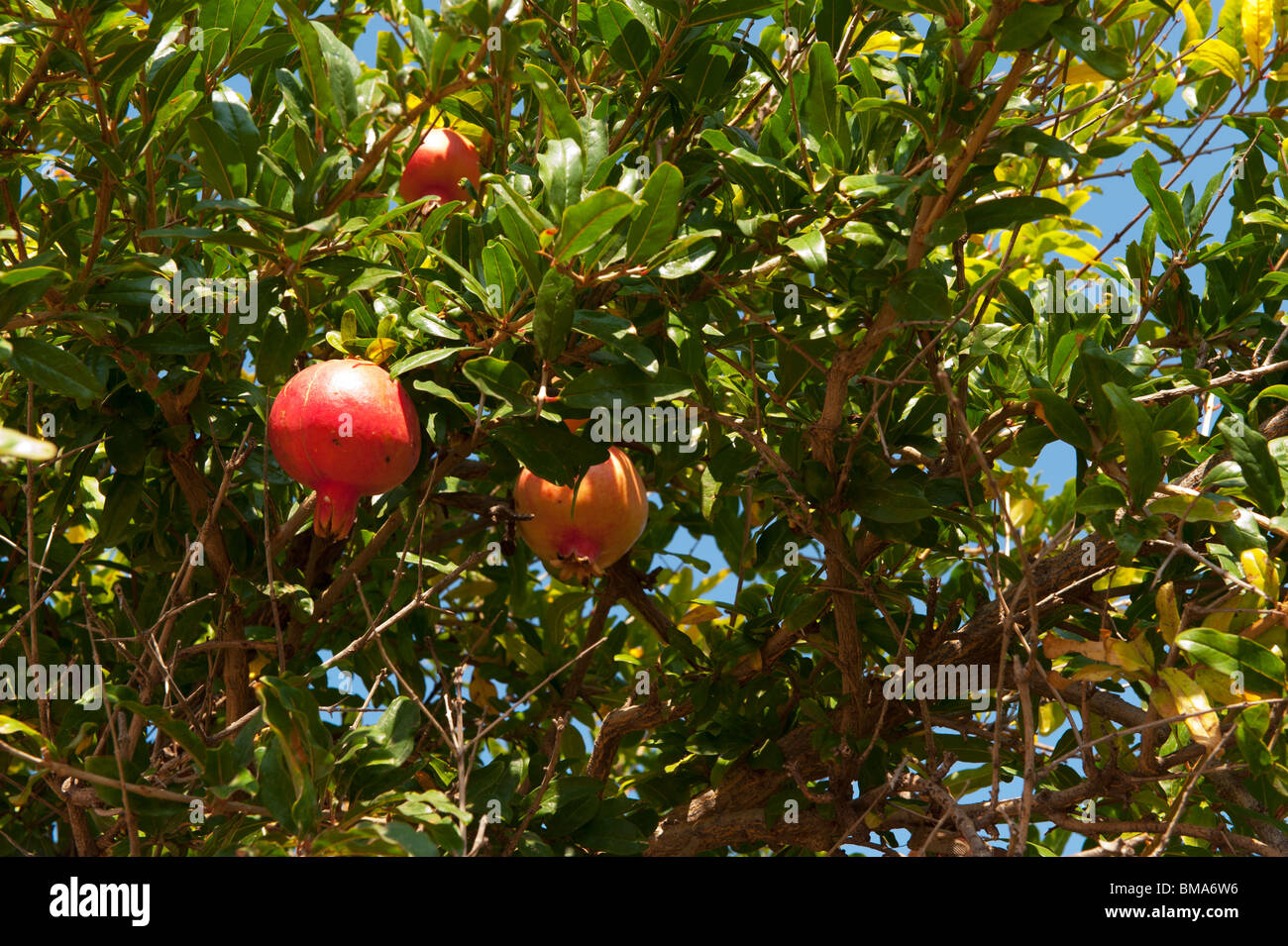 Quasi mature e frutti di melograno appeso nella struttura Foto Stock