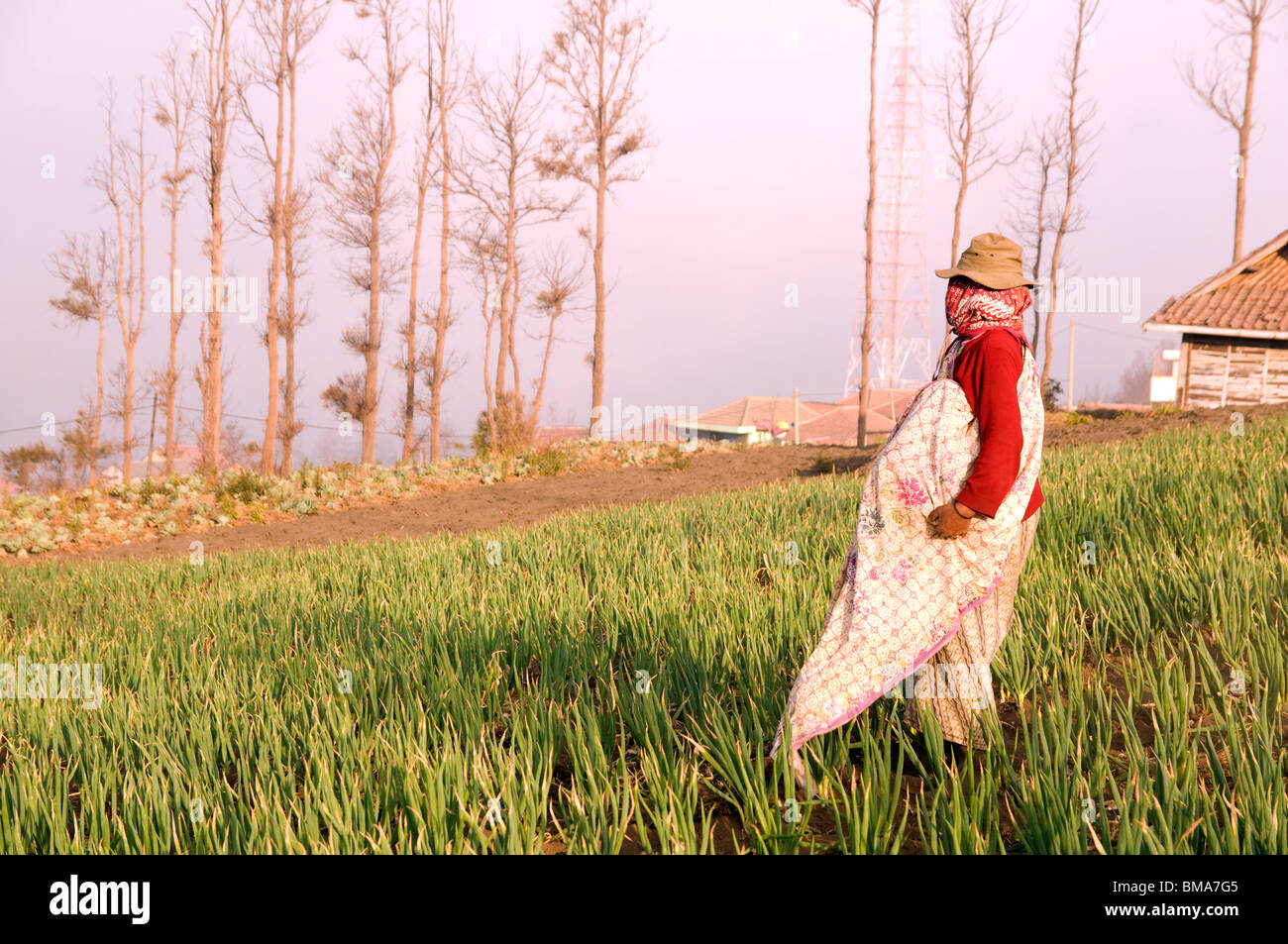 Agricoltore tradizionale in cemoro lawang,vulcano Bromo,indonesia Foto Stock