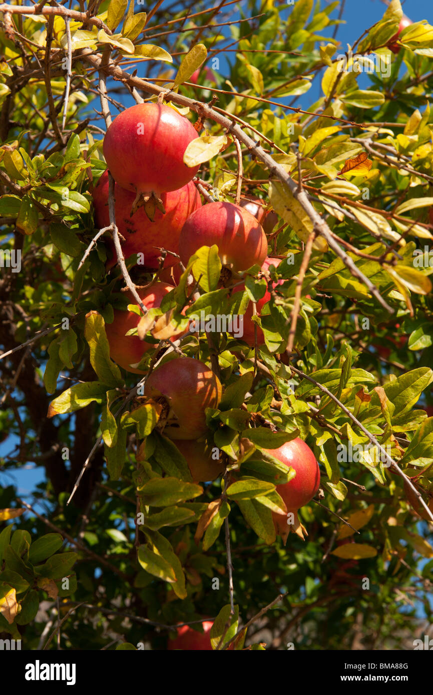 Quasi mature e frutti di melograno appeso nella struttura Foto Stock