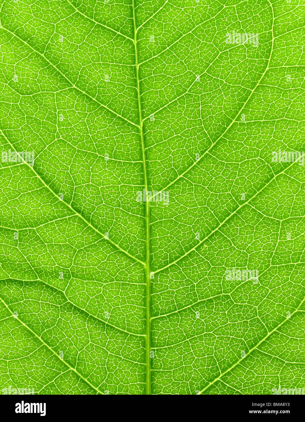 La vibrante foglia verde macro close up sfondo naturale. Foto Stock