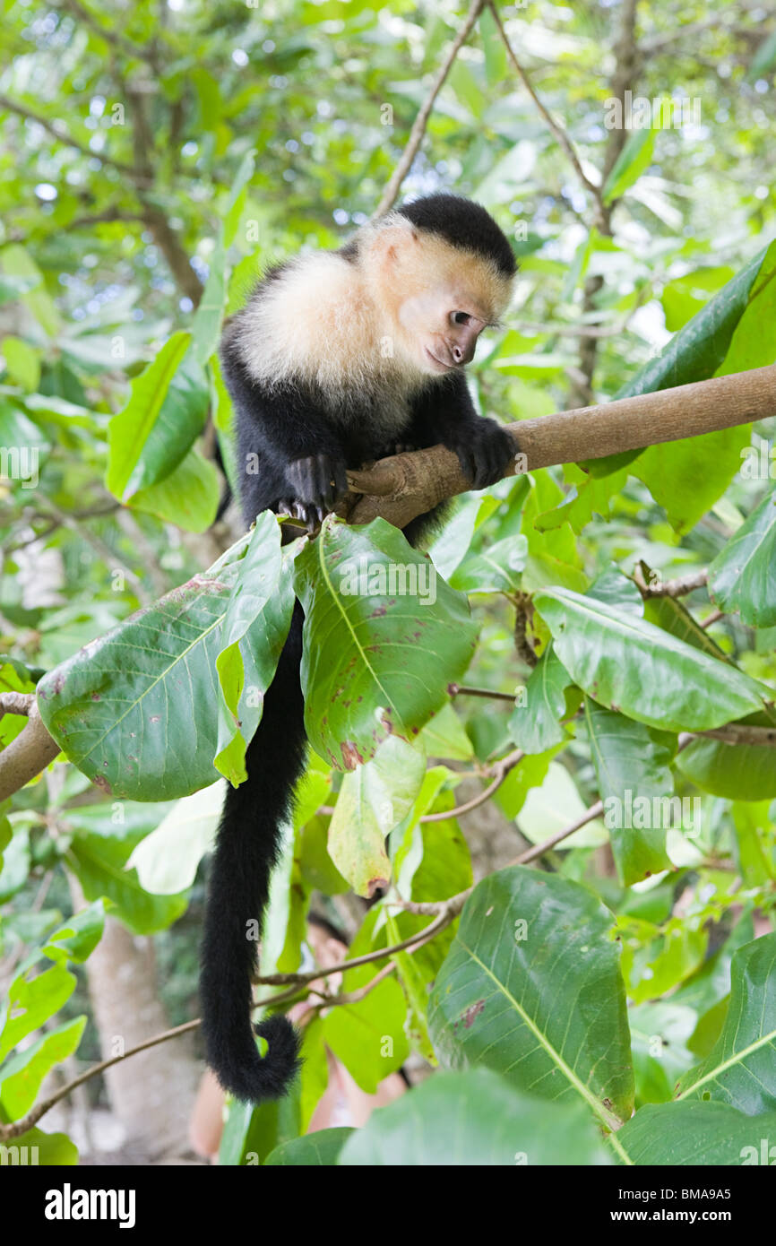 Bianco-testa di scimmia cappuccino in Costa Rica Foto Stock