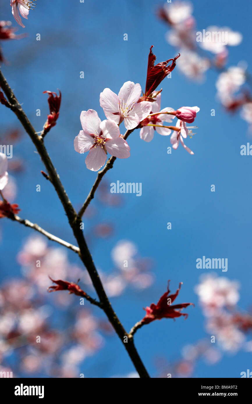Prunus sargentii - fiore di ciliegio REGNO UNITO Foto Stock