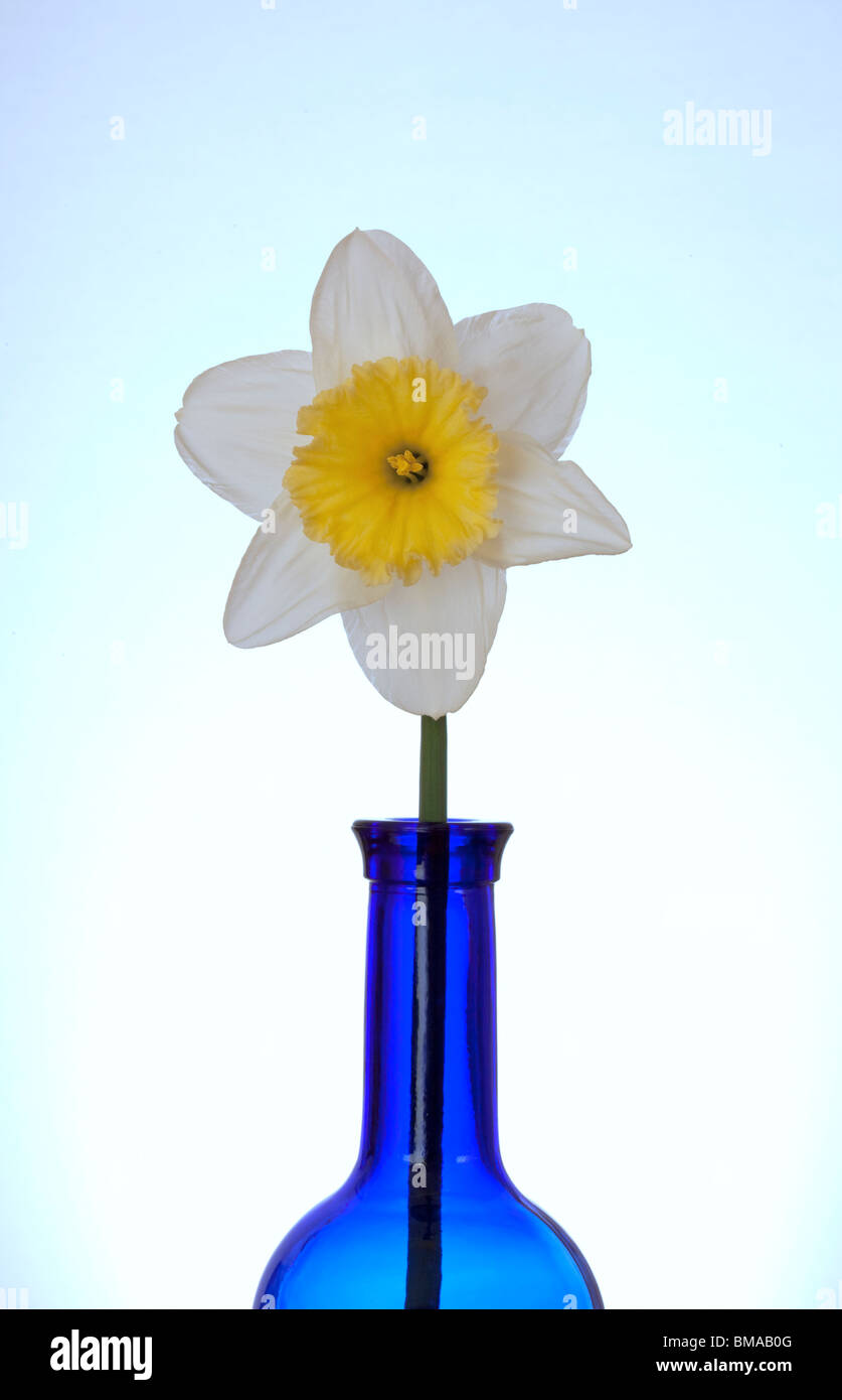 Unico daffodil in bottiglia blu Foto Stock