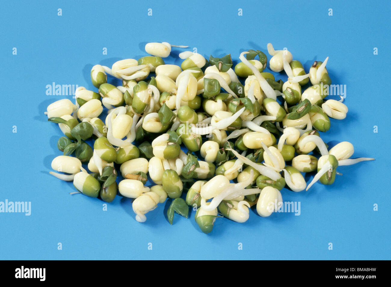 Verde germinato grammi, Mungbeans (Vigna radiata), studio immagine. Foto Stock