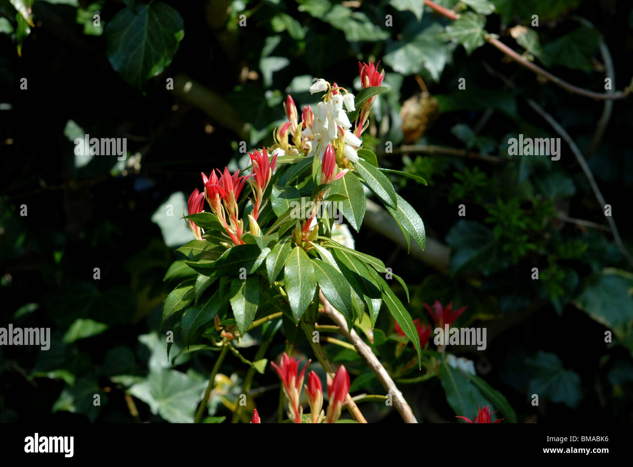 Dettaglio del fiore della testa su una Sarcococca Japonica o fiamma di foresta in un giardino cottage Foto Stock