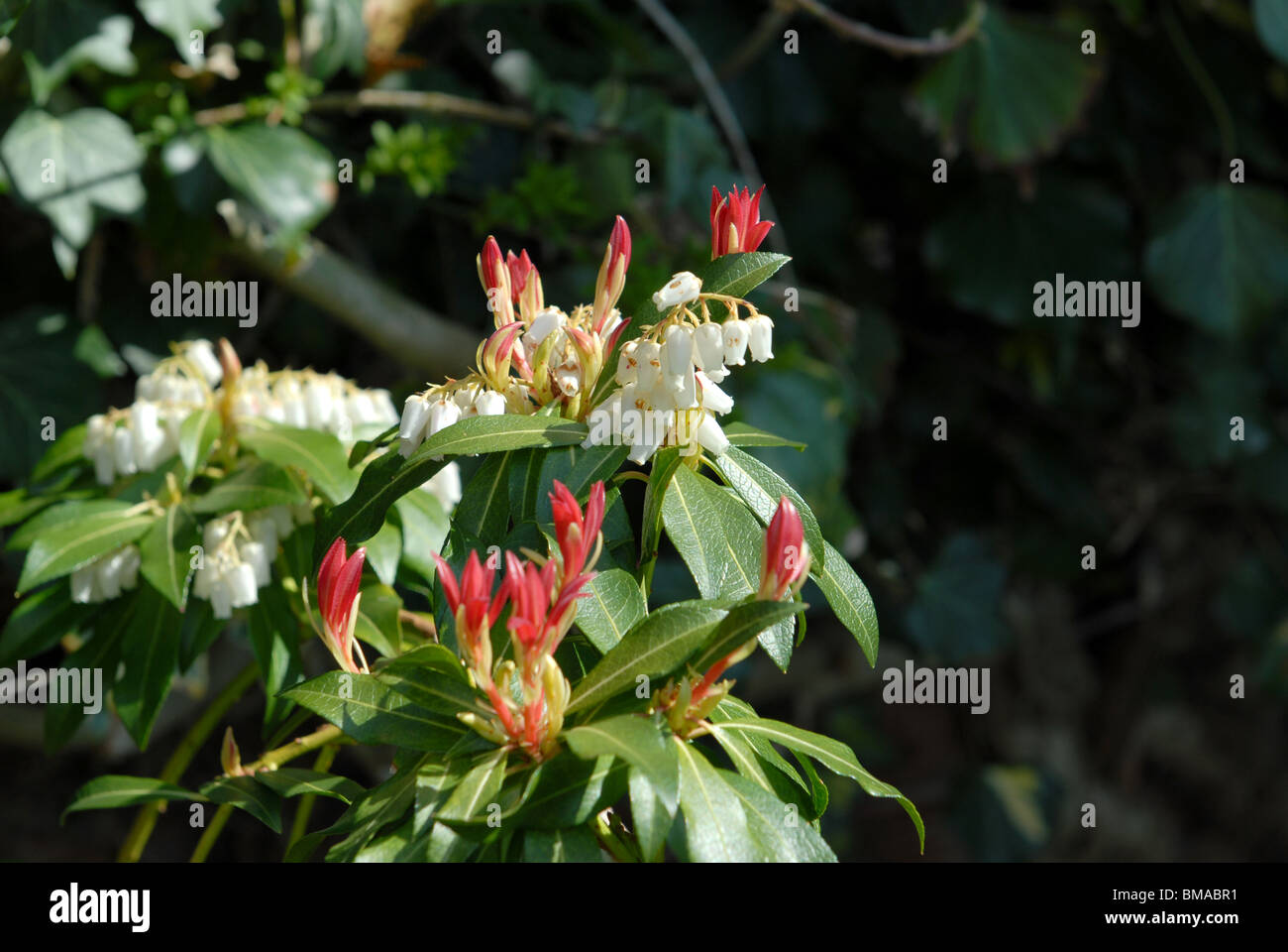 Dettaglio del fiore della testa su una Sarcococca Japonica o fiamma di foresta in un giardino cottage Foto Stock