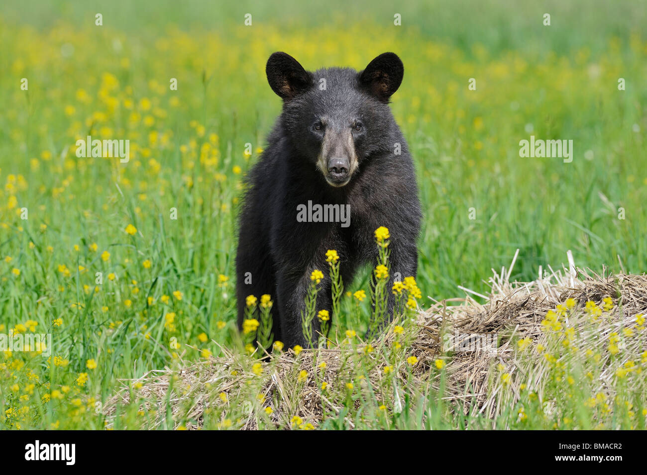 Black Bear in Prato, Minnesota, Stati Uniti d'America Foto Stock