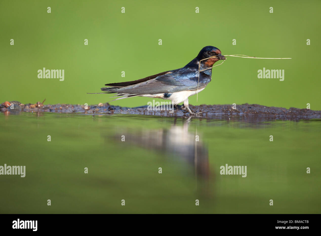 Swallow Hirundo rustica raccolta di fango e paglia di nidificazione di materiale dal bordo di un laghetto Foto Stock