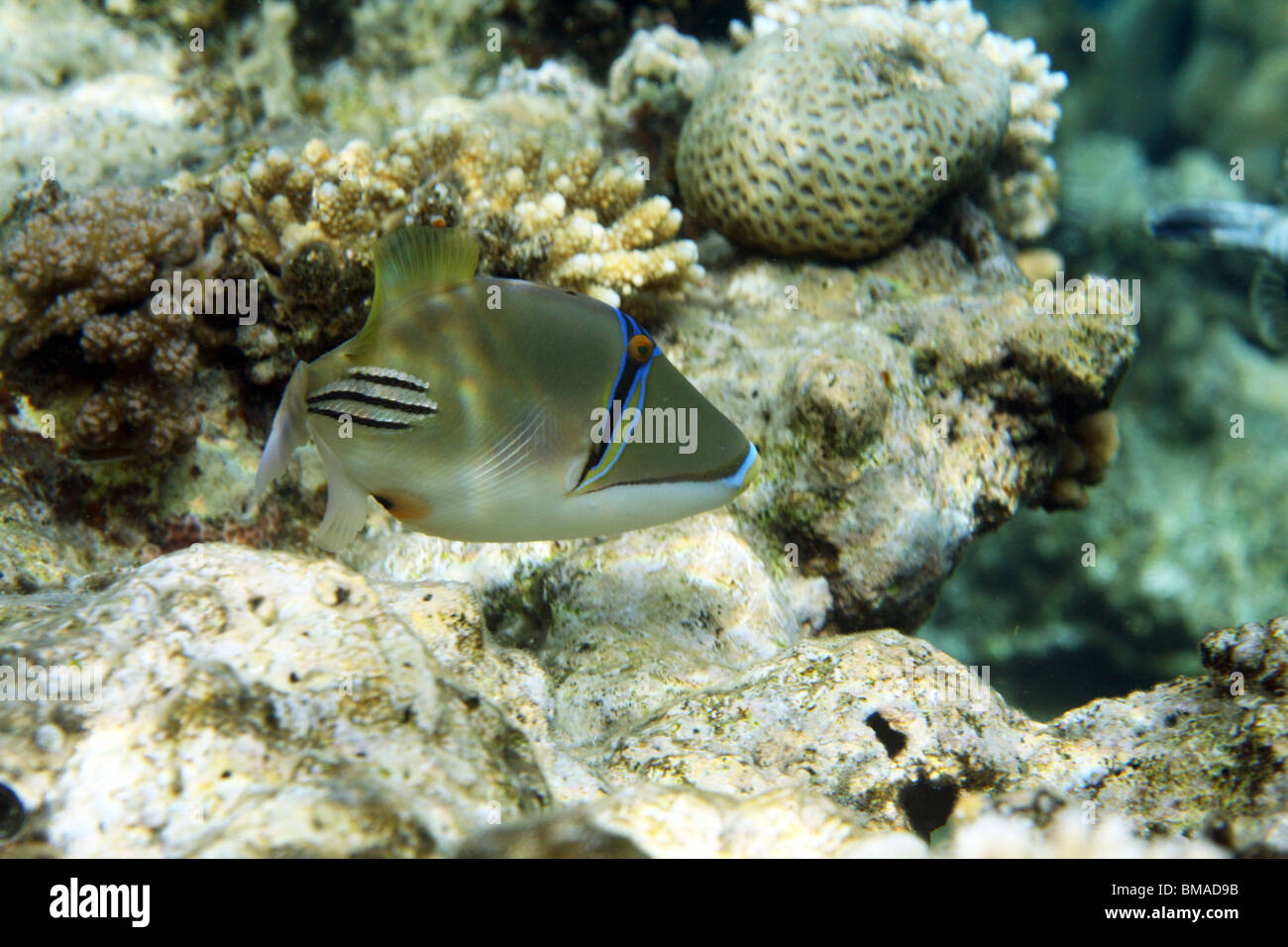 Coral Reef, Mar Rosso, Egitto. Foto Stock