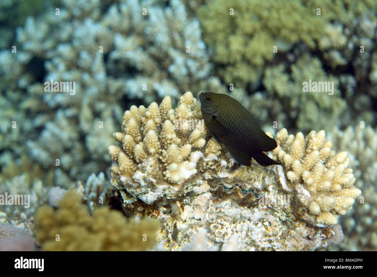 Coral Reef, Mar Rosso, Egitto. Foto Stock