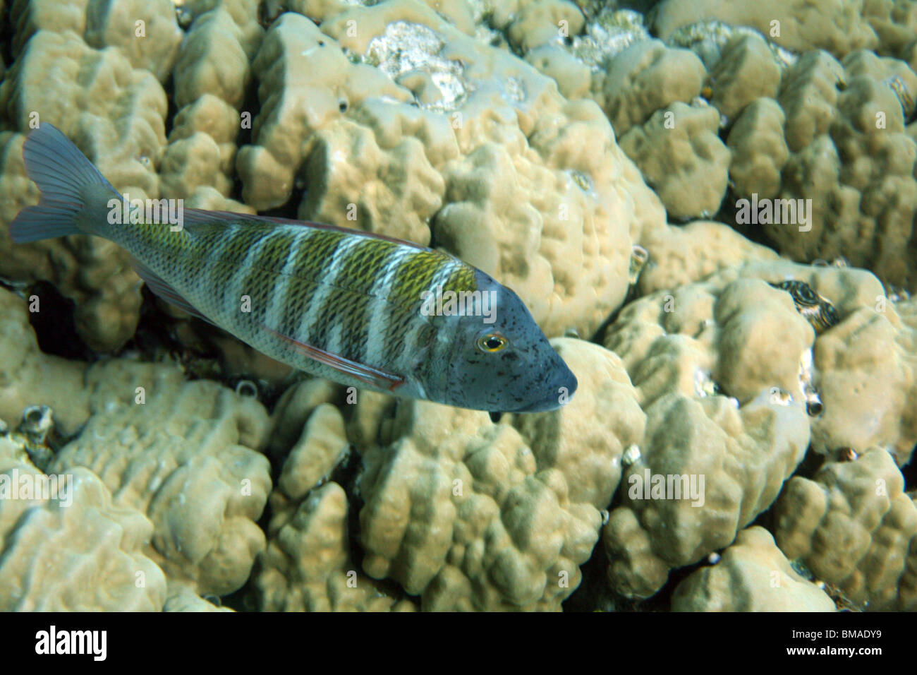 Coral Reef, Mar Rosso, Egitto. Foto Stock
