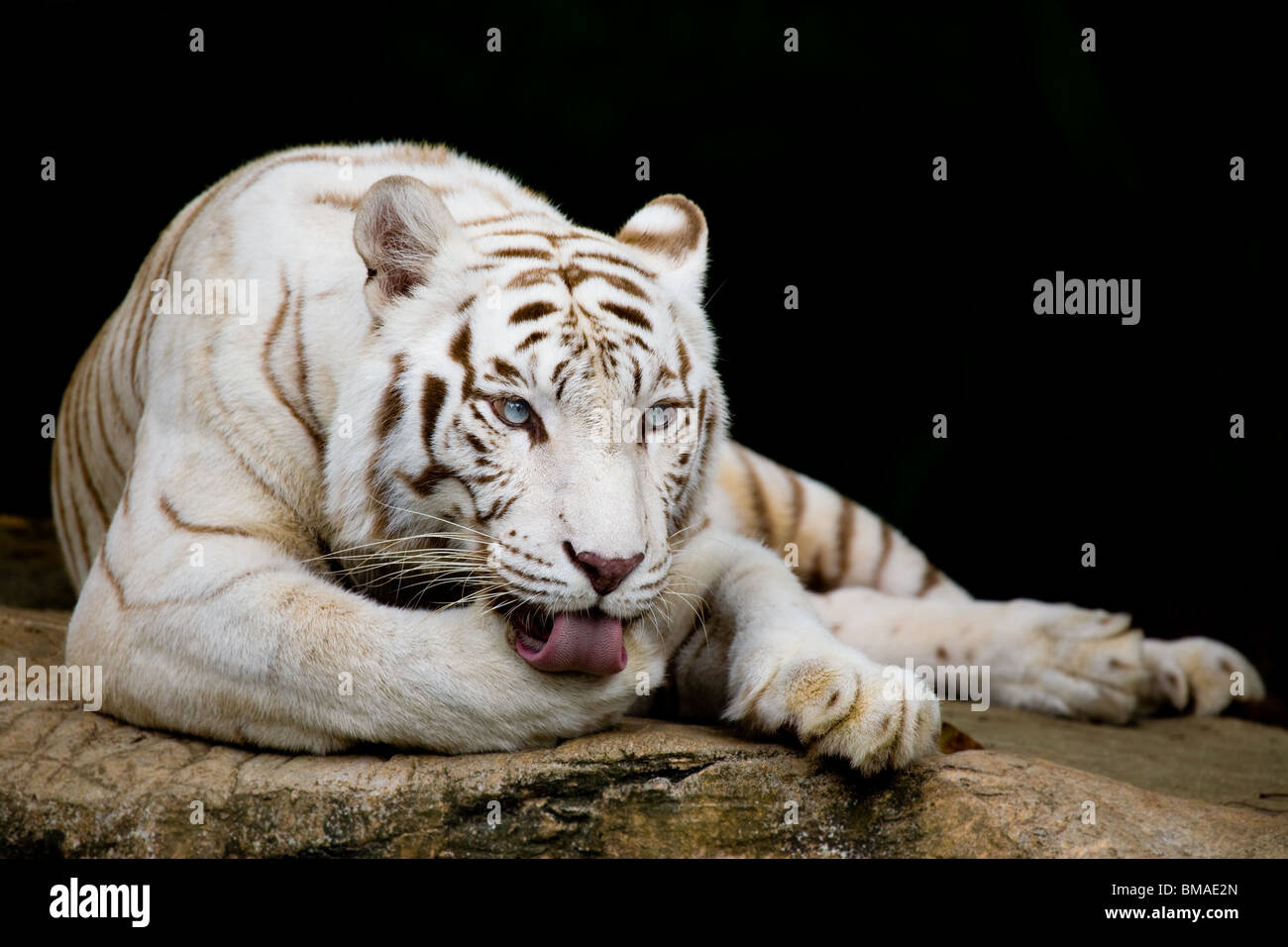 La tigre bianca leccare paw Foto Stock