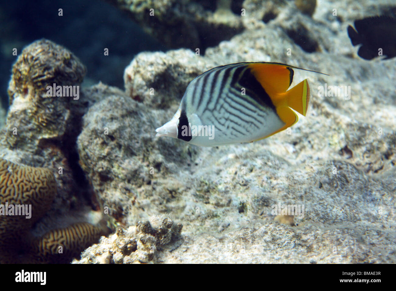 Threadfin butterflyfish (Chaetodontidae), Coral Reef, Mar Rosso, Egitto. Foto Stock