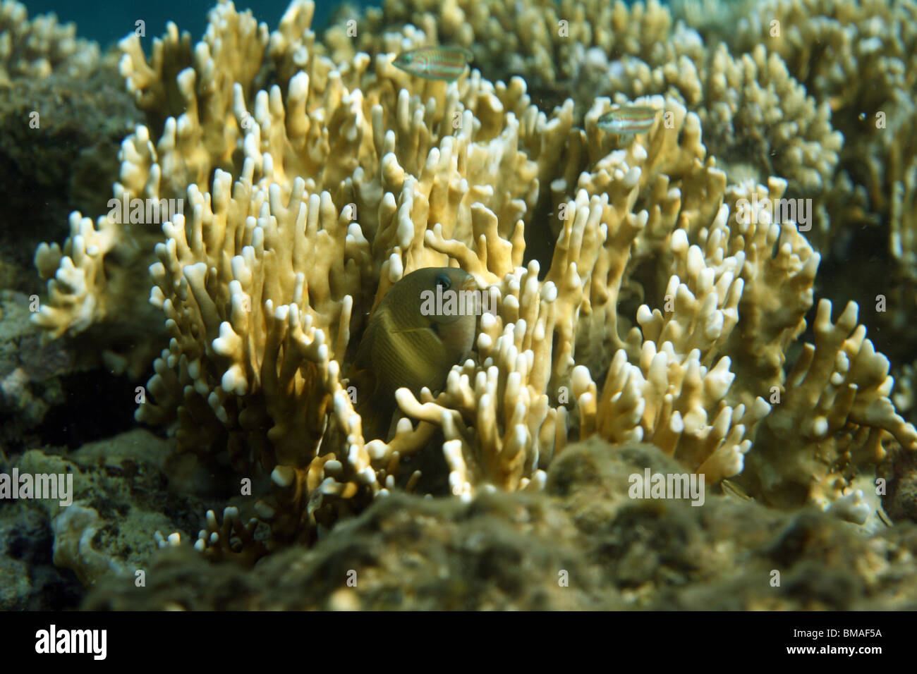 Coral Reef, Mar Rosso, Egitto. Foto Stock