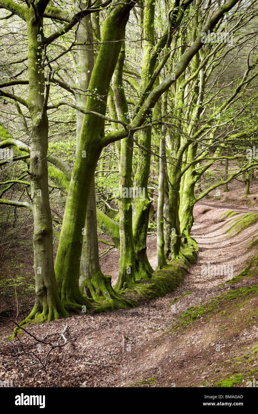 Bridleway attraverso i boschi sopra Minehead entrando in Parco Nazionale di Exmoor, Somerset Foto Stock