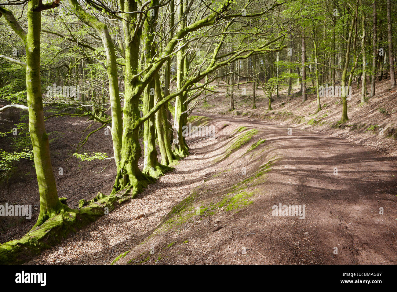 Bridleway attraverso i boschi sopra Minehead entrando in Parco Nazionale di Exmoor, Somerset Foto Stock
