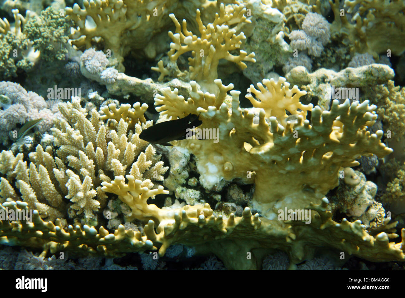 Coral Reef, Mar Rosso, Egitto. Foto Stock