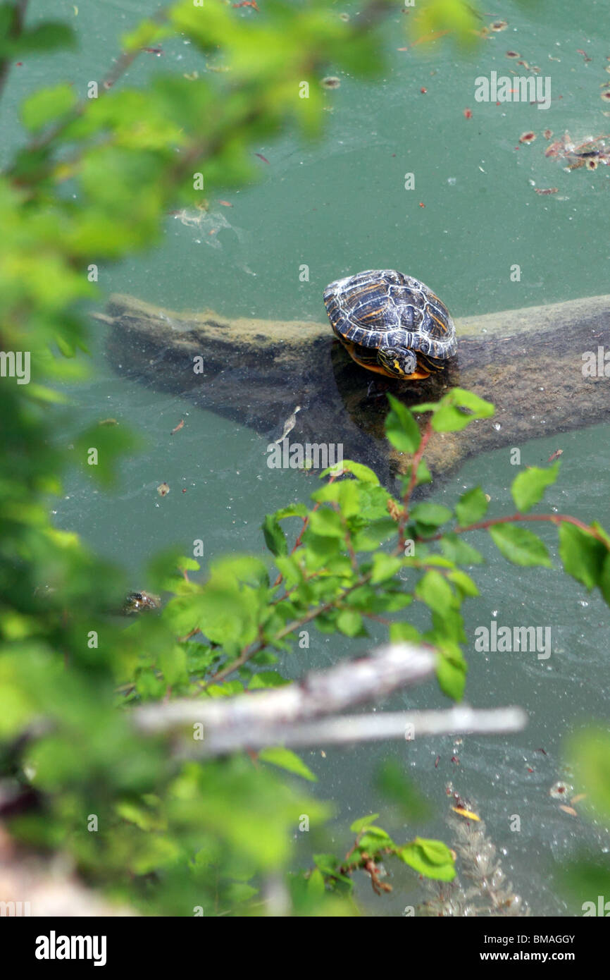 Una piccola tartaruga selvatica nel Lago Sinizzo, Abruzzo, Italia Foto Stock