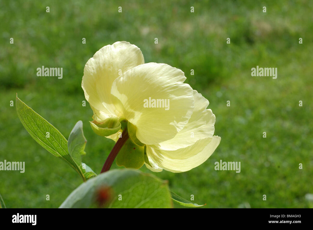 Paeonia mlokosewitschii Foto Stock