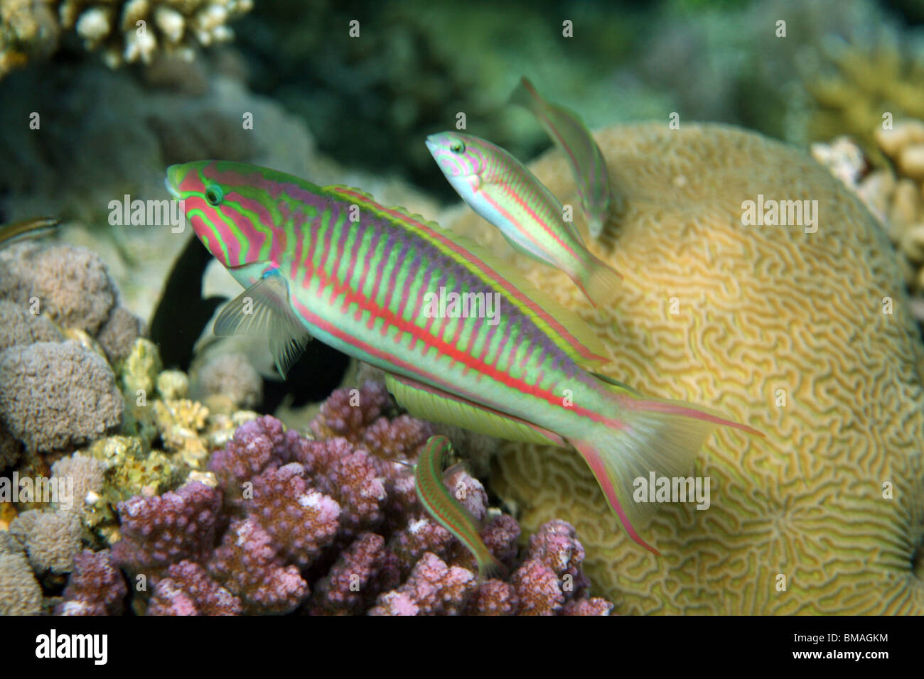 Klunzinger's wrasse [Thalassoma rueppellii], Coral Reef, Mar Rosso, Egitto. Foto Stock